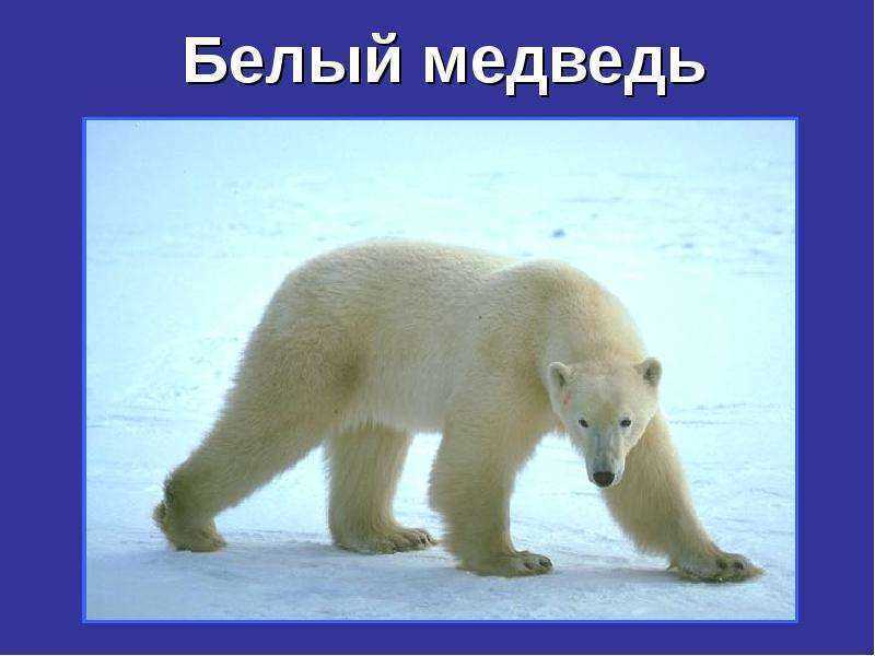 001 - Белый Медведь