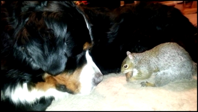 Белка прячет орехи в собаку 