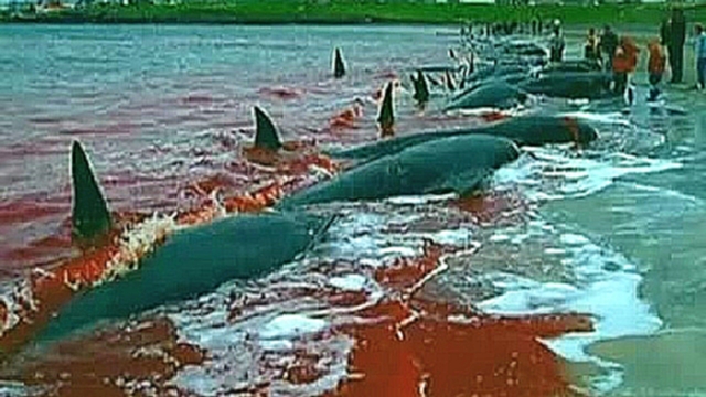 each year in Denmark in 1000 killing of dolphins 