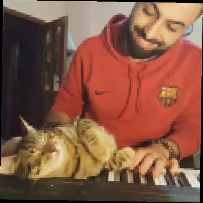 Кот спин на пианино 