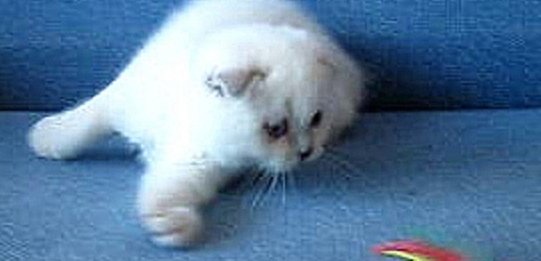 Шотландский котик очень редкого окраса колор линкс поинт 