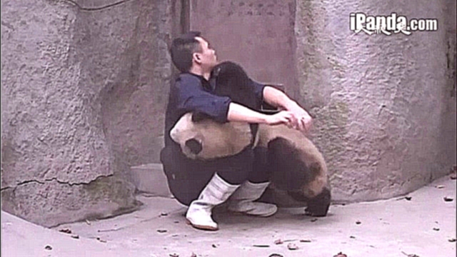 Две панды вступили в борьбу с сотрудником заповедника, чтобы не принимать лекарства (новости) 