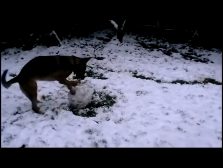 Собака лепит снеговика 
