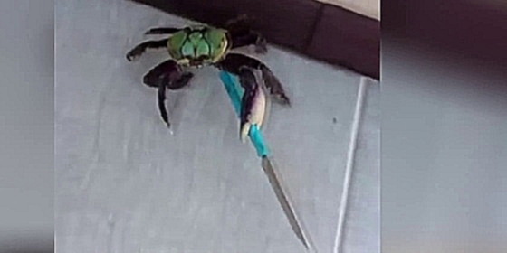 Краб гангстер с ножом. The gangster crab with a knife. Под песню Мы бандито. 