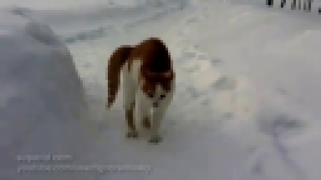 Страшный кот бродит по улицам в поисках жертвы!)))) Самый злой кот на свете! Ско 
