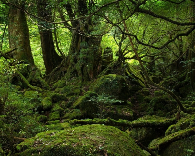 Древний лес