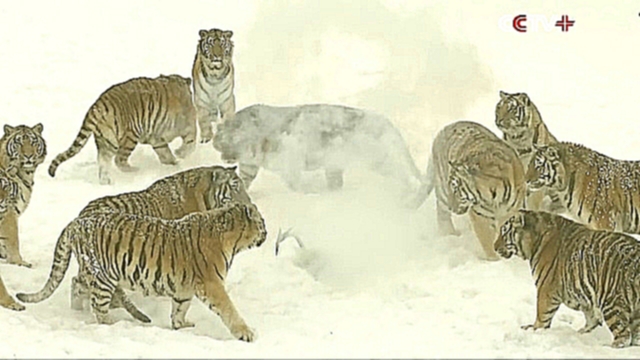 Толстые амурские тигры устроили охоту на дроны 