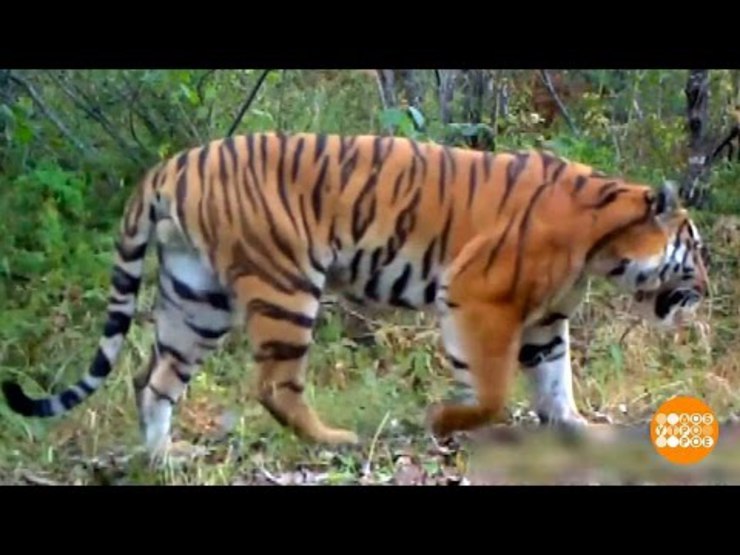 эфир тигры портал 2