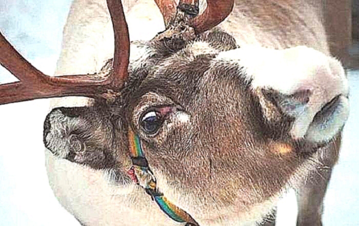  На Урале ищут оленя по кличке Бугор из упряжки Деда Мороза 
