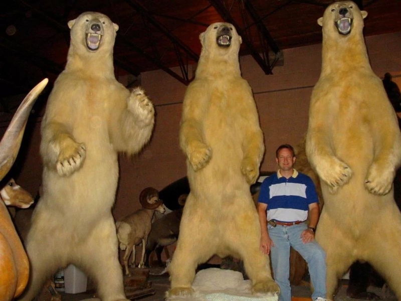 TRAYZER_SHOW - Белый медведь