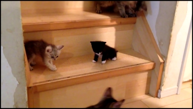 Котята и лестница 