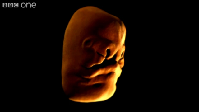 Face Development in the Womb - Inside the Human Body