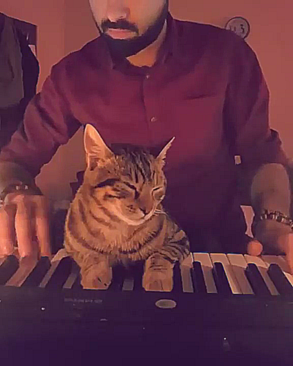 Музыка для кота 