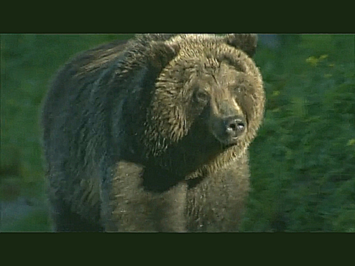 Среди медведей Камчатки (The Bear Man of Kamchatka) 