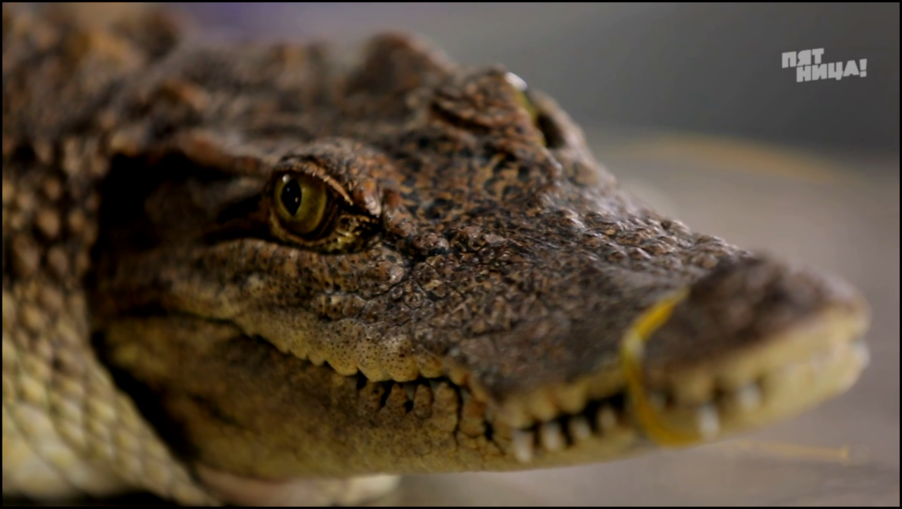 Орел и решка: Жареный крокодил в Хошимине 