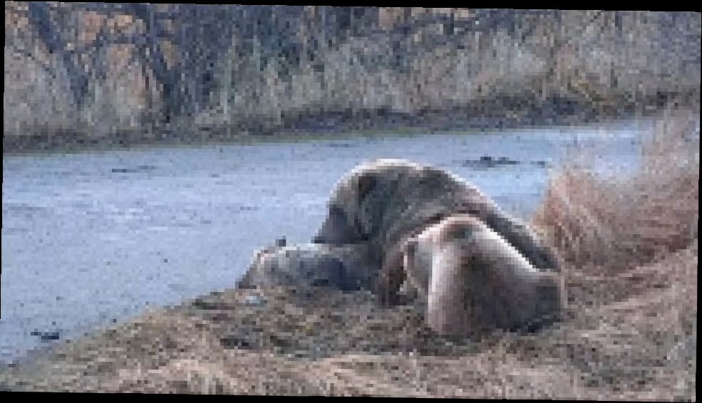   16+ Аляска Медведица охраняет и ласкает мёртвого детёныша She-Bear caresses dead cub 