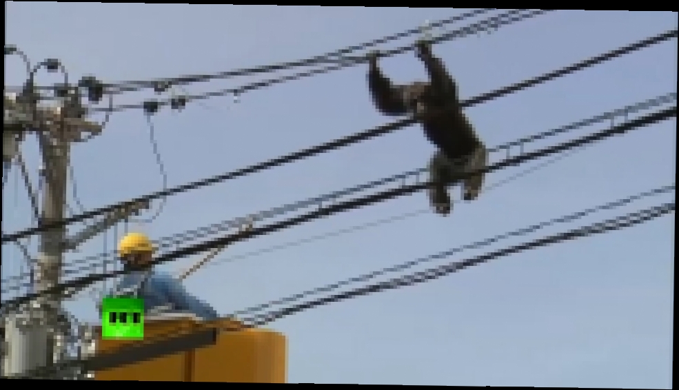 Обдолбанный шимпанзе на проводах 