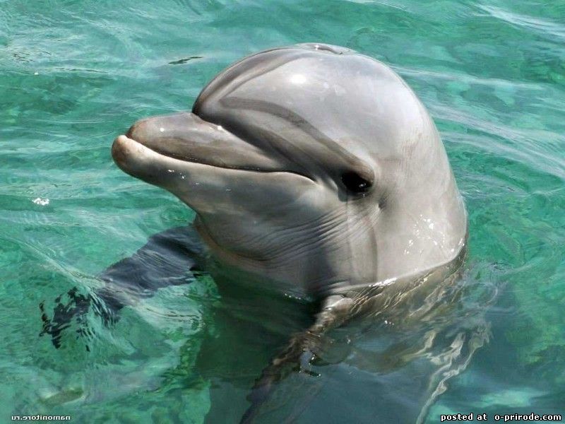 Дельфин - Киберпанк
