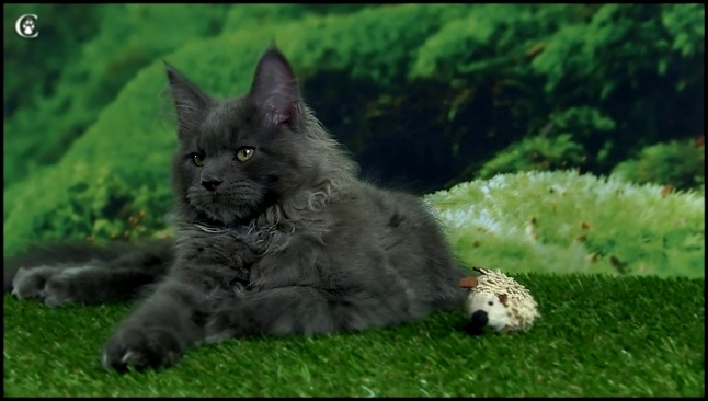 Видео котенка мейн-кун, голубой солид, Mousse Grey Claw`s в 3 месяца http://coonplanet.ru/ 