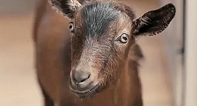 Doritos - Goat 4 Sale 
