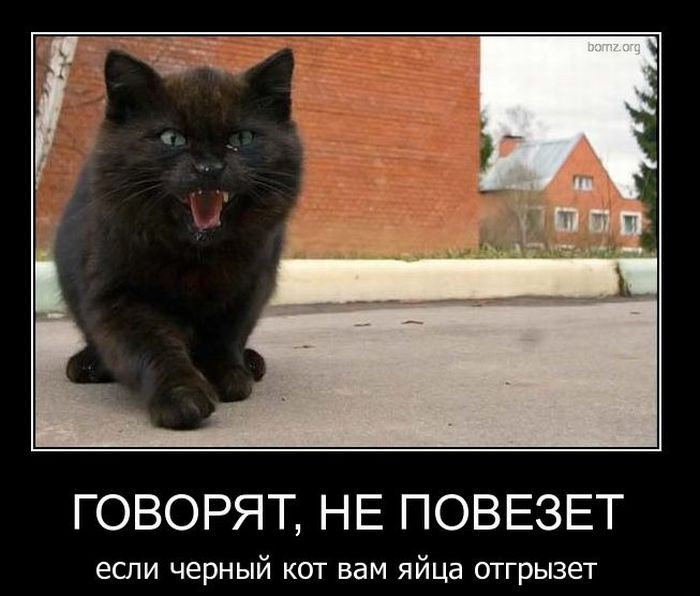 ЕЦ Сто к одному - Черный кот