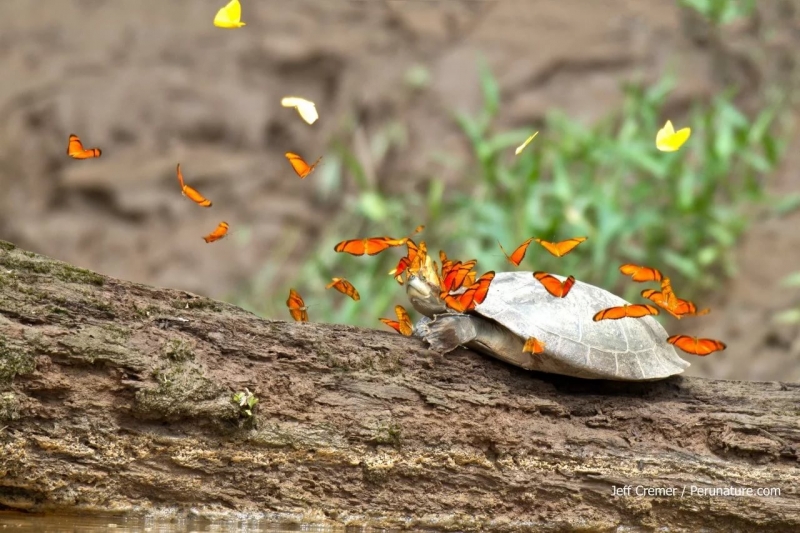 Хиро разговор - Колобочектот который орет бабочка и еще ктот