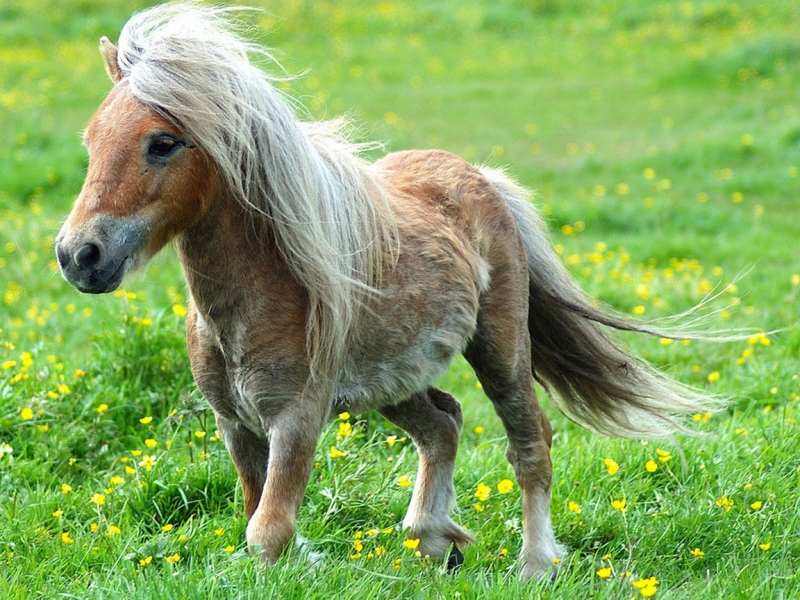 Pony