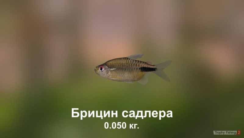 Тимур Шаов - Рыбалка