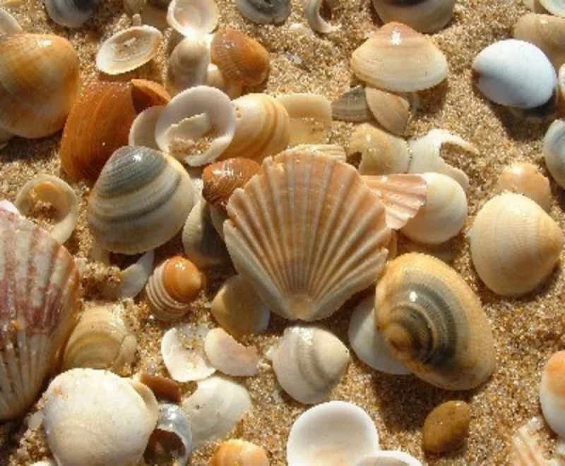 Shells