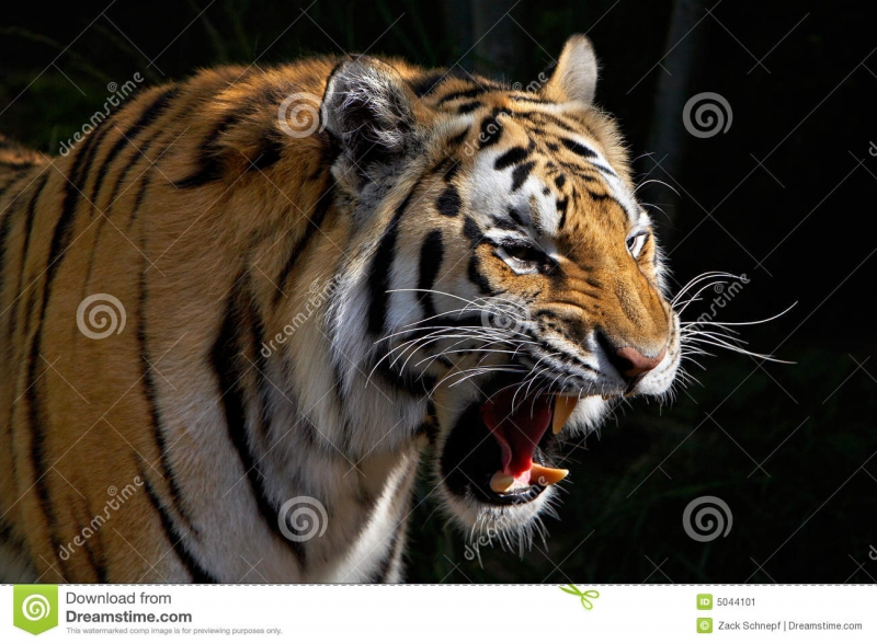 Tiger TUD