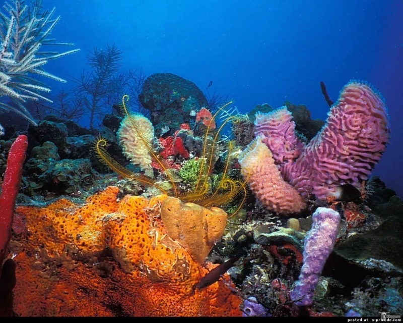 Узу подводный мир