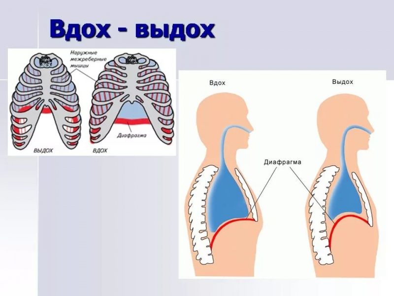 Вдох